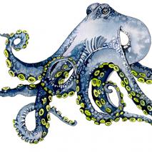 Octopus_1