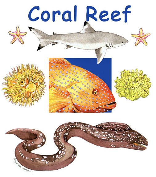 CoralReef