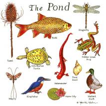 Pond_1
