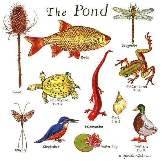 Pond_1